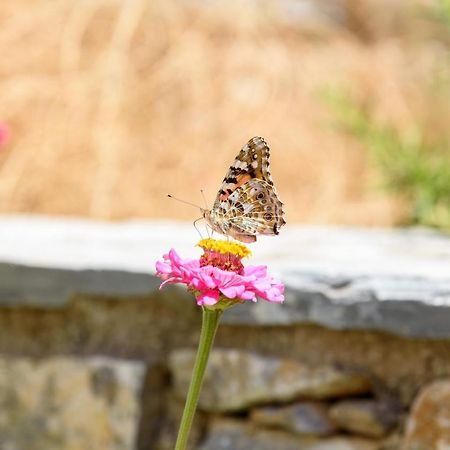 Villa Andromeda Amorgos Dış mekan fotoğraf