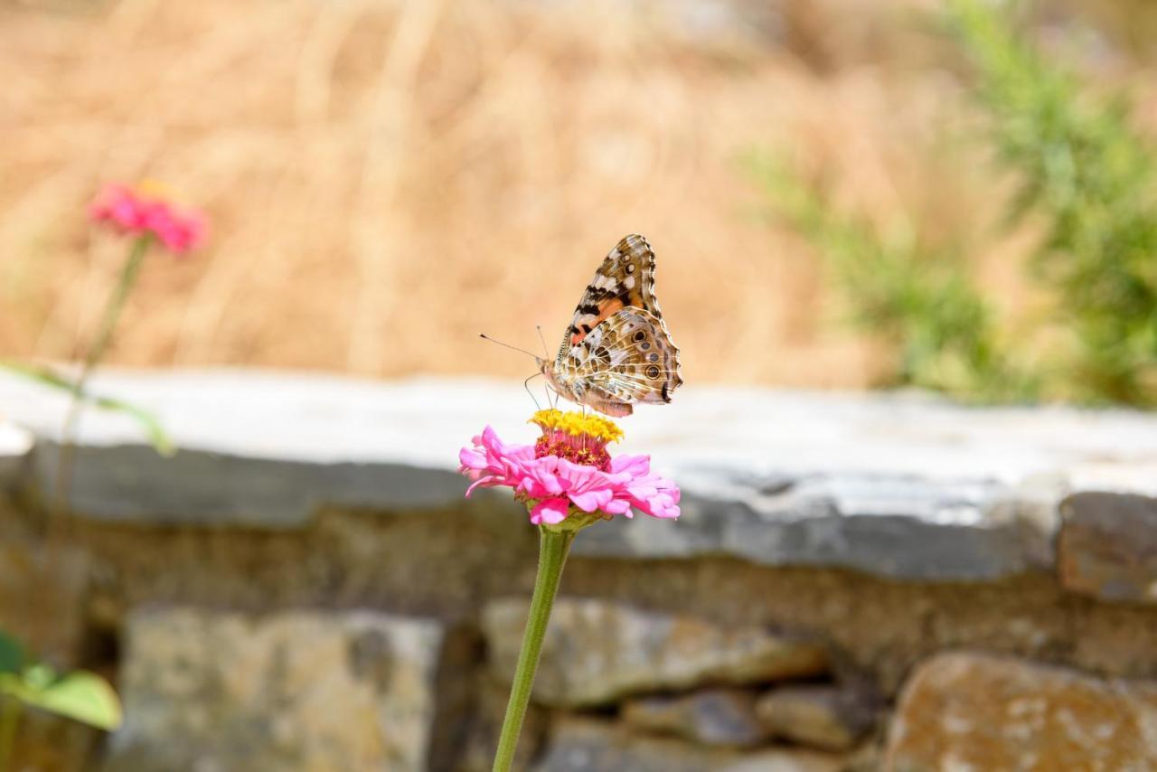 Villa Andromeda Amorgos Dış mekan fotoğraf
